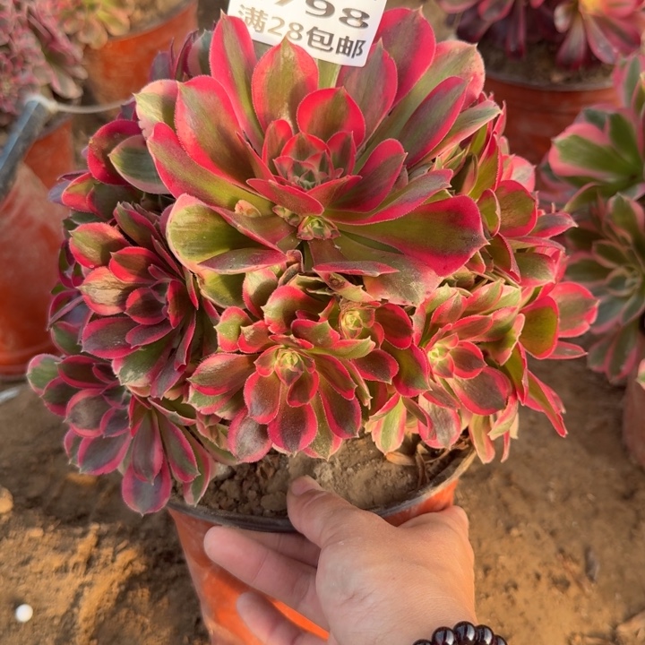 2798二号棚红女巫B