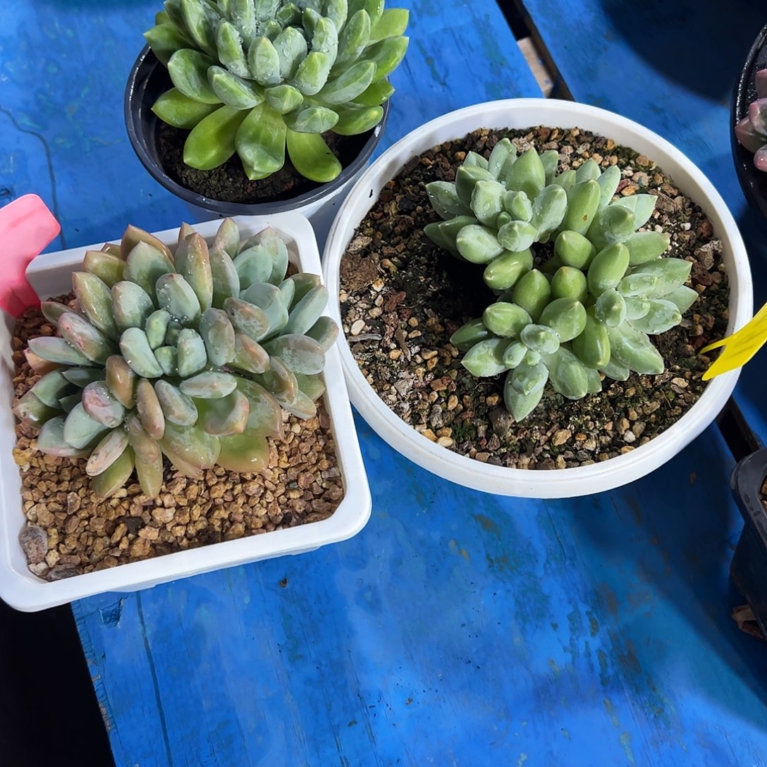 鱼***2美人杂3颗多肉植物