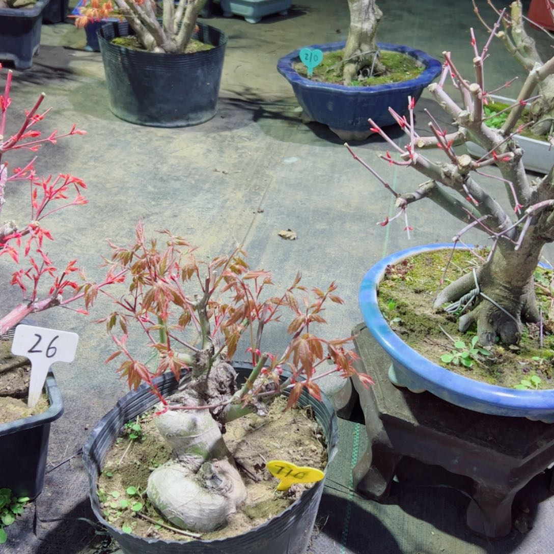 品*品枫树枫树枫树