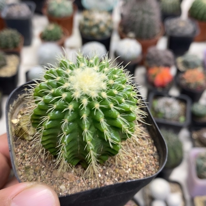 软刺金虎特价福利