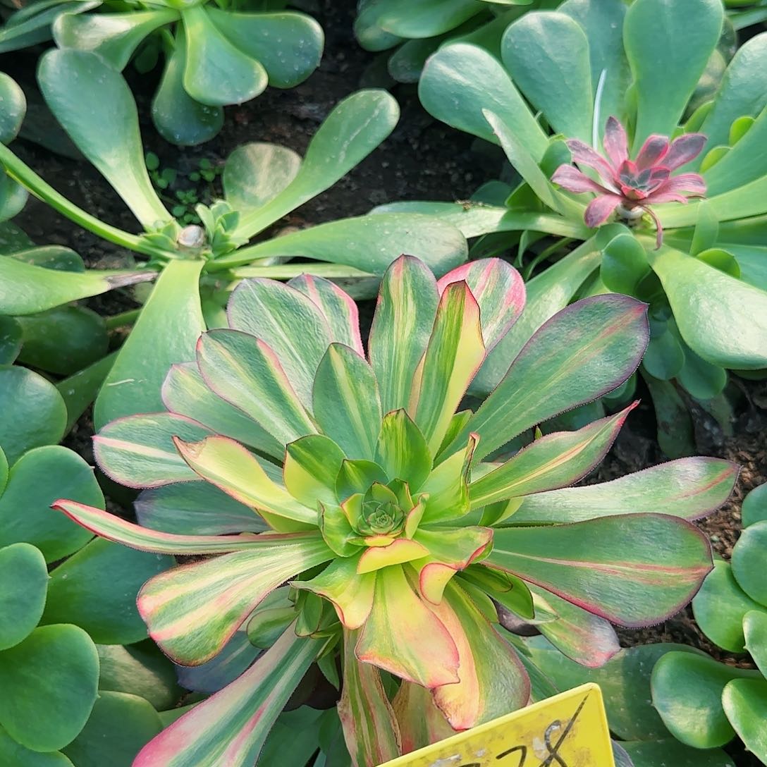 3-1328--多头多肉植物