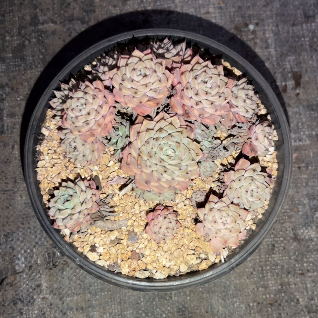 啥逻辑牡丹38 零零多肉植物