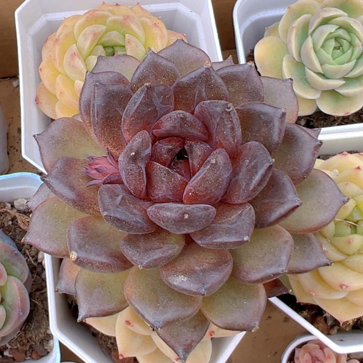 黑曼巴【两单包邮】一物一拍