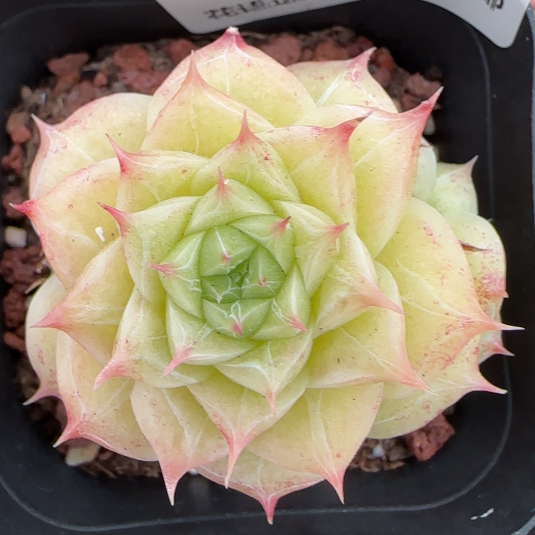 花语逸镜0129-200