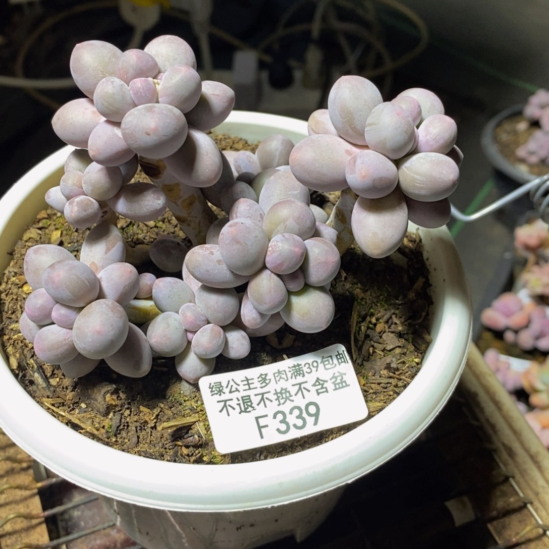 339 香水手指奶多肉9cm