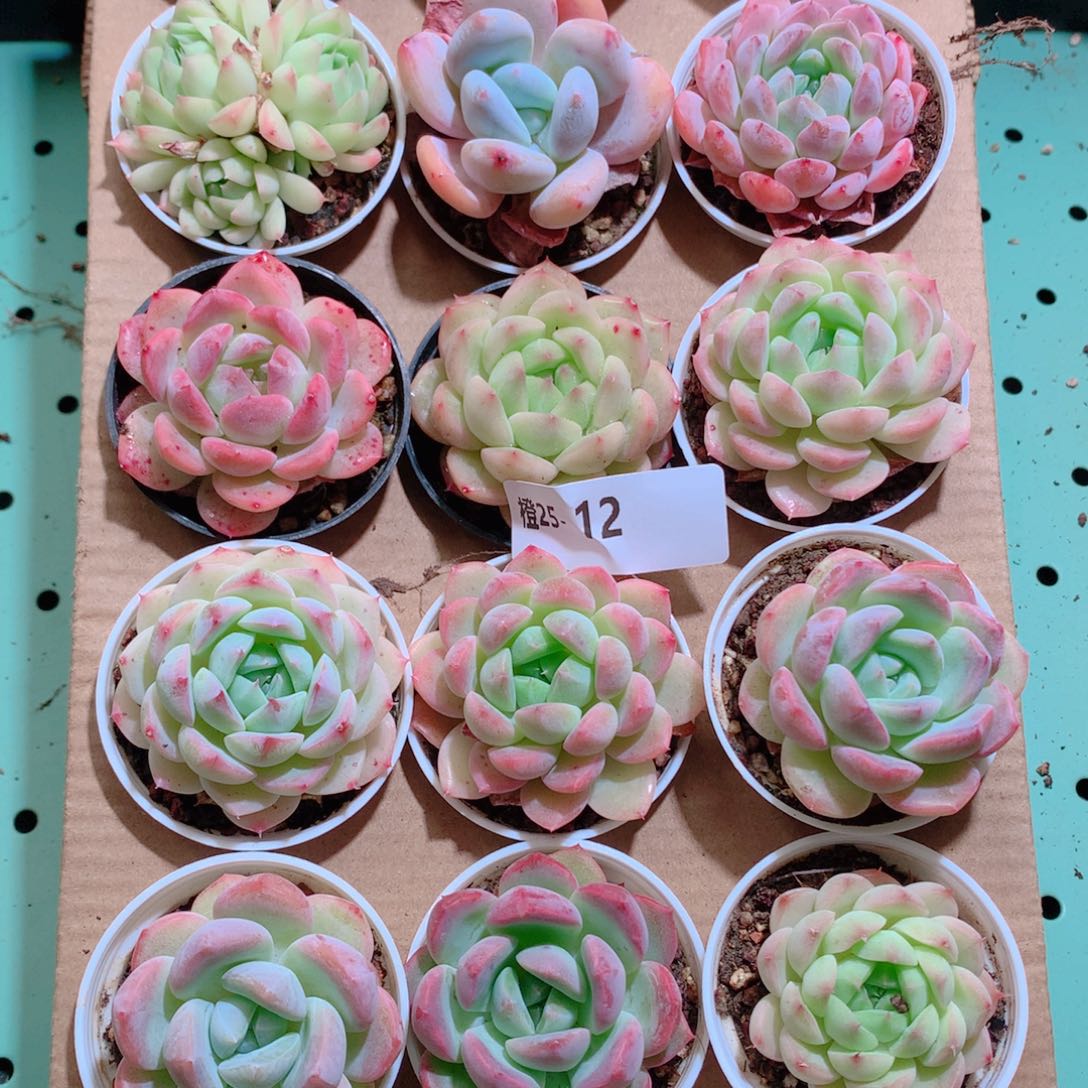 25-12一物一拍带盆18颗