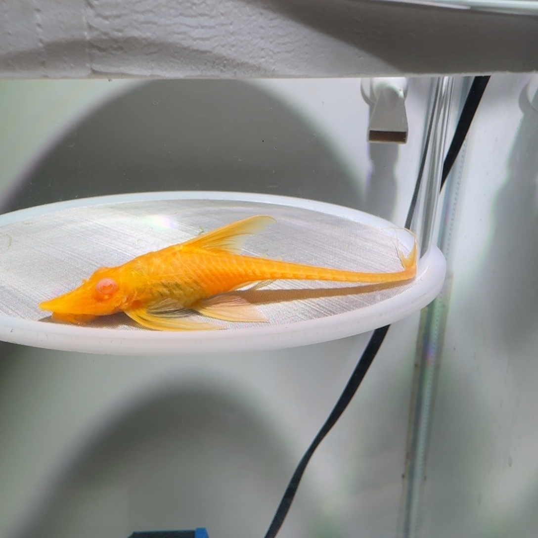 清道夫鱼17号黄化直升机白子