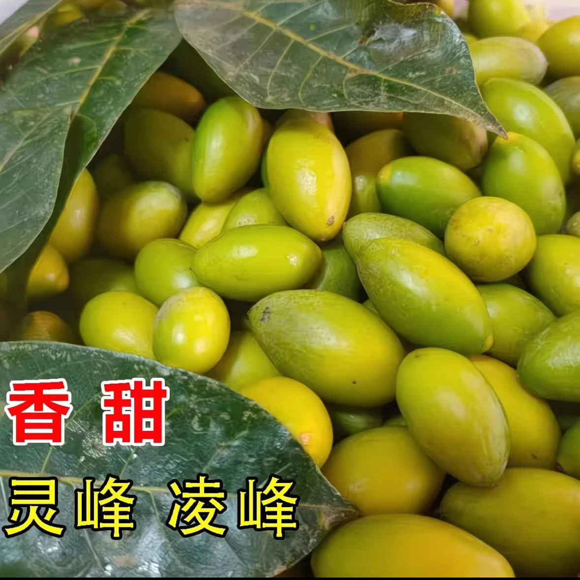 潮汕特产新鲜老树灵峰甜橄榄当季采摘可生吃煲汤泡酒回甘十足