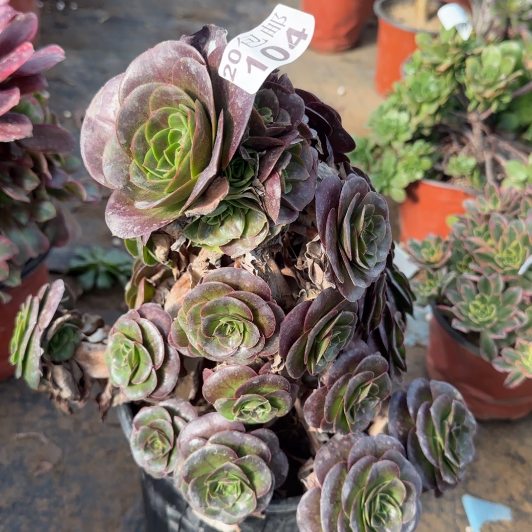 魅金厚叶妖桩104满20包邮断枝不包