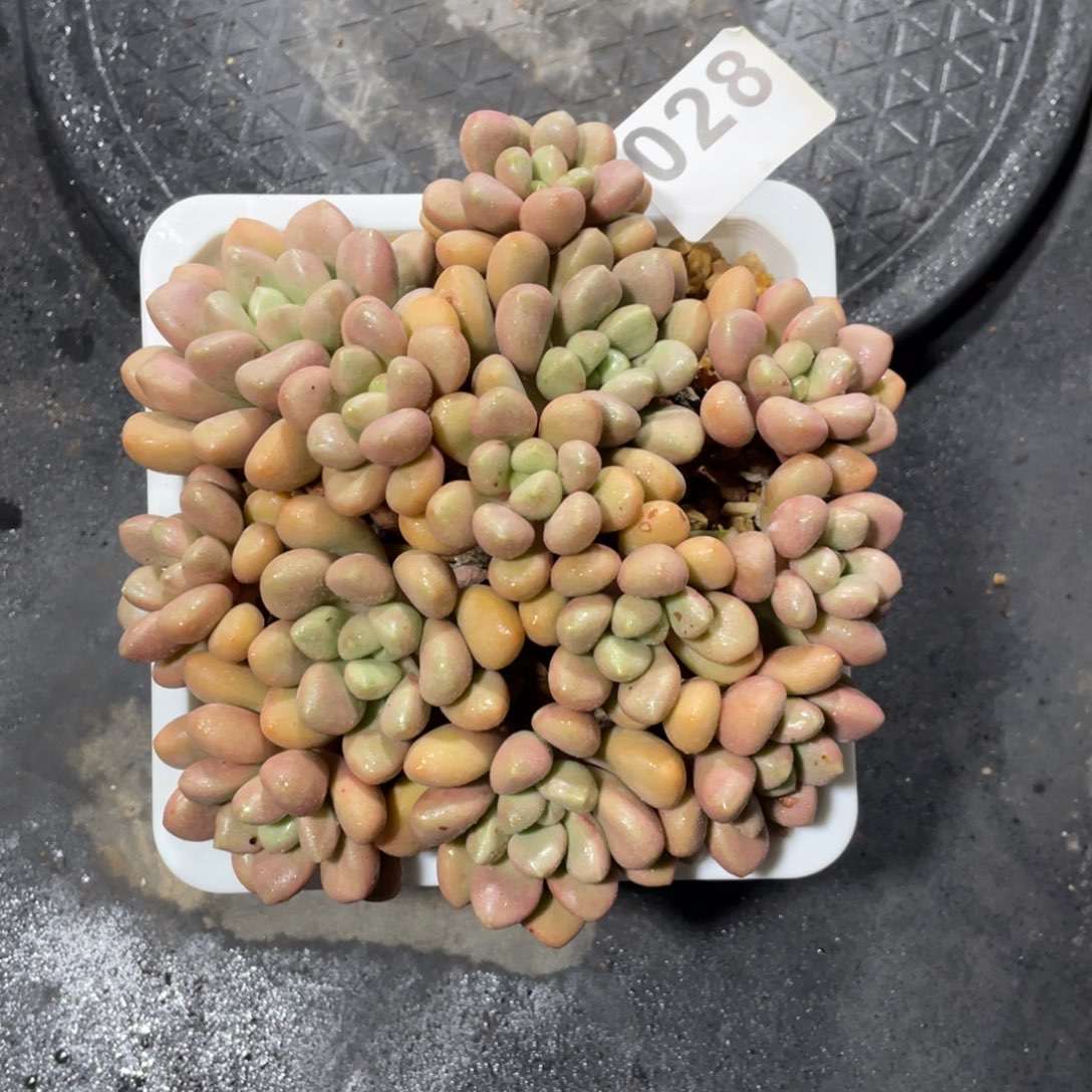 028一物一拍中通快递