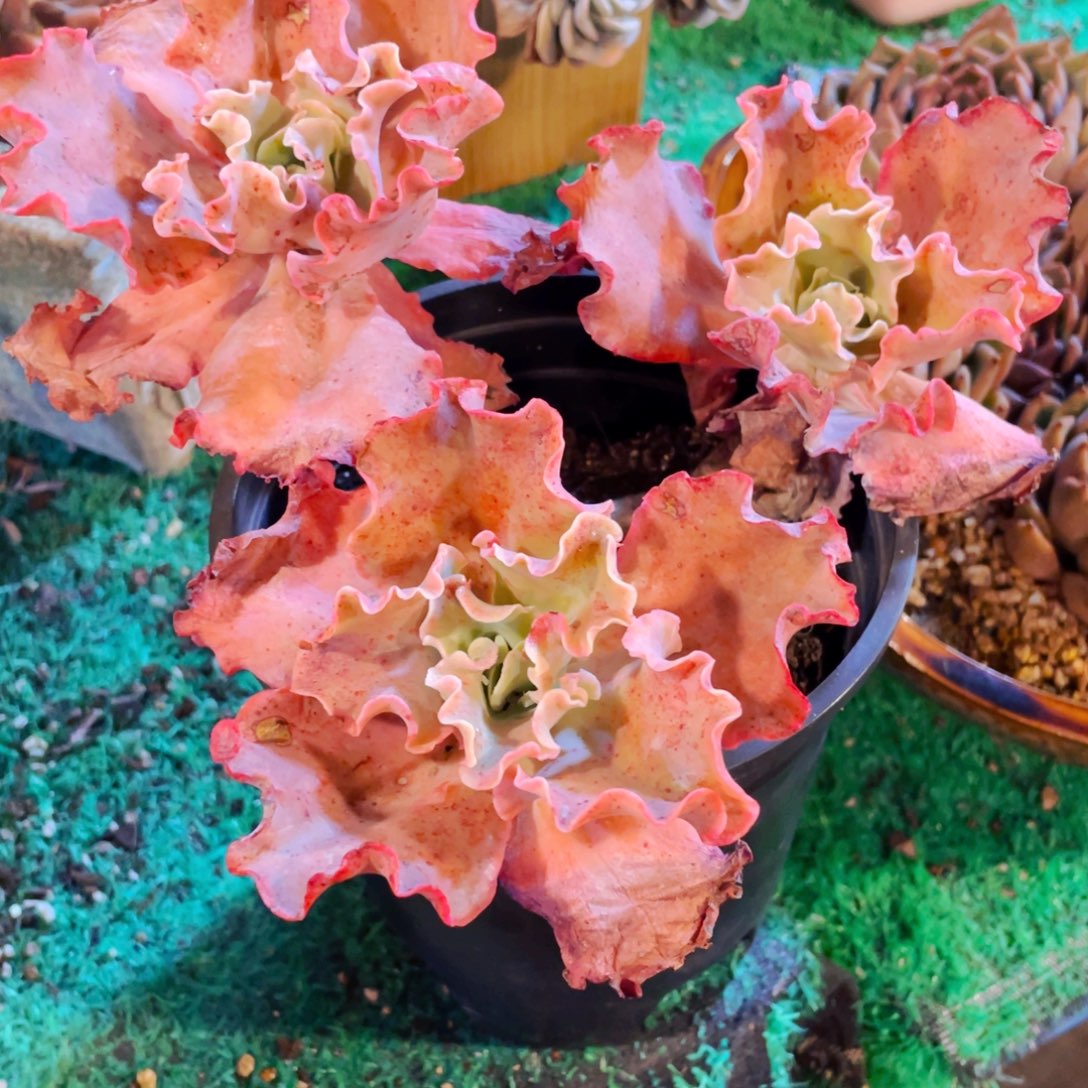 J***X颜色好桩子好的包菜群生快递包邮