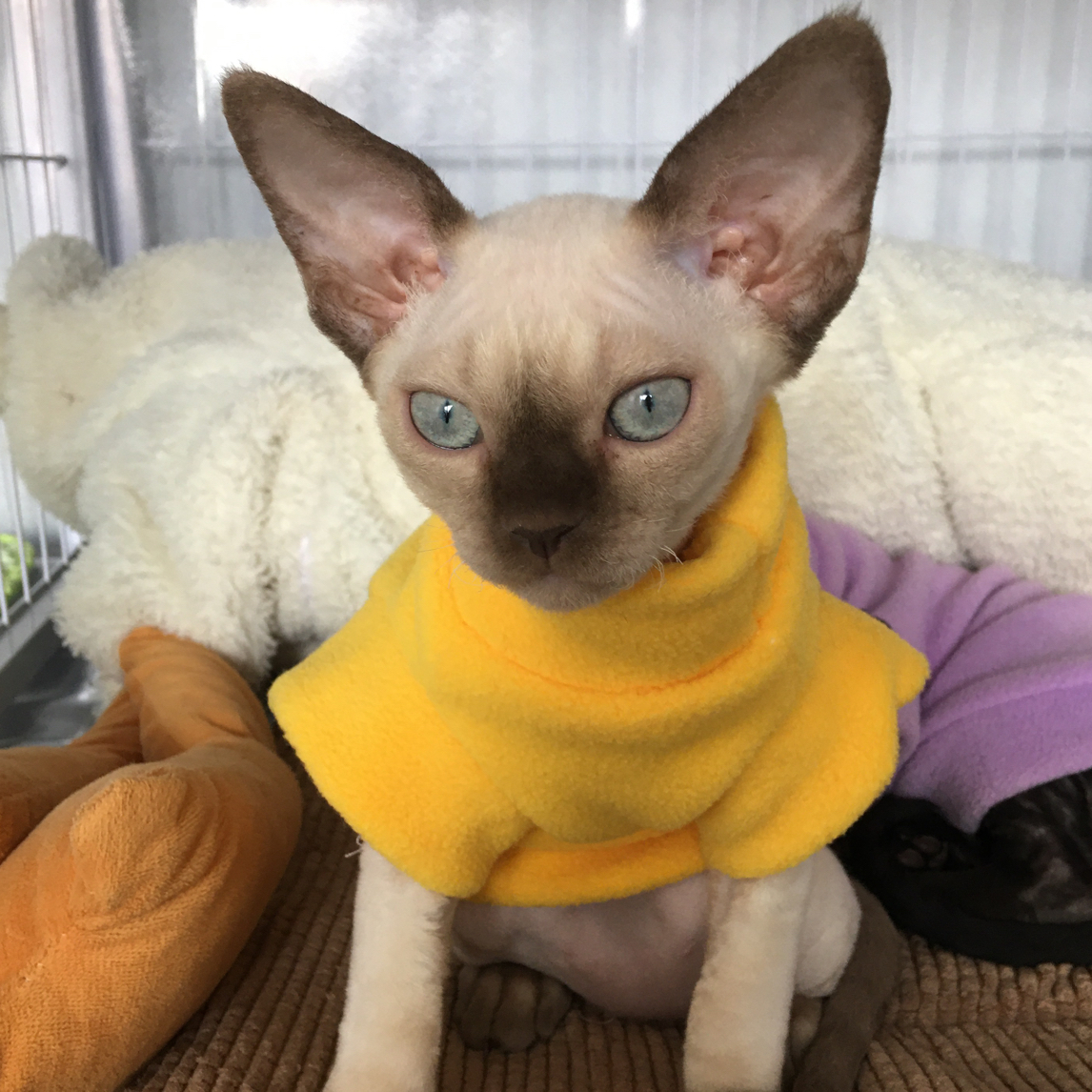 德文卷毛猫家养宠物猫选猫链接咨询客服