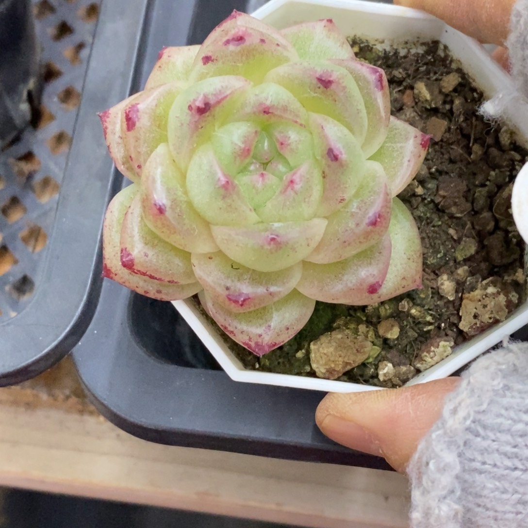 精品多肉一物一拍不包整186