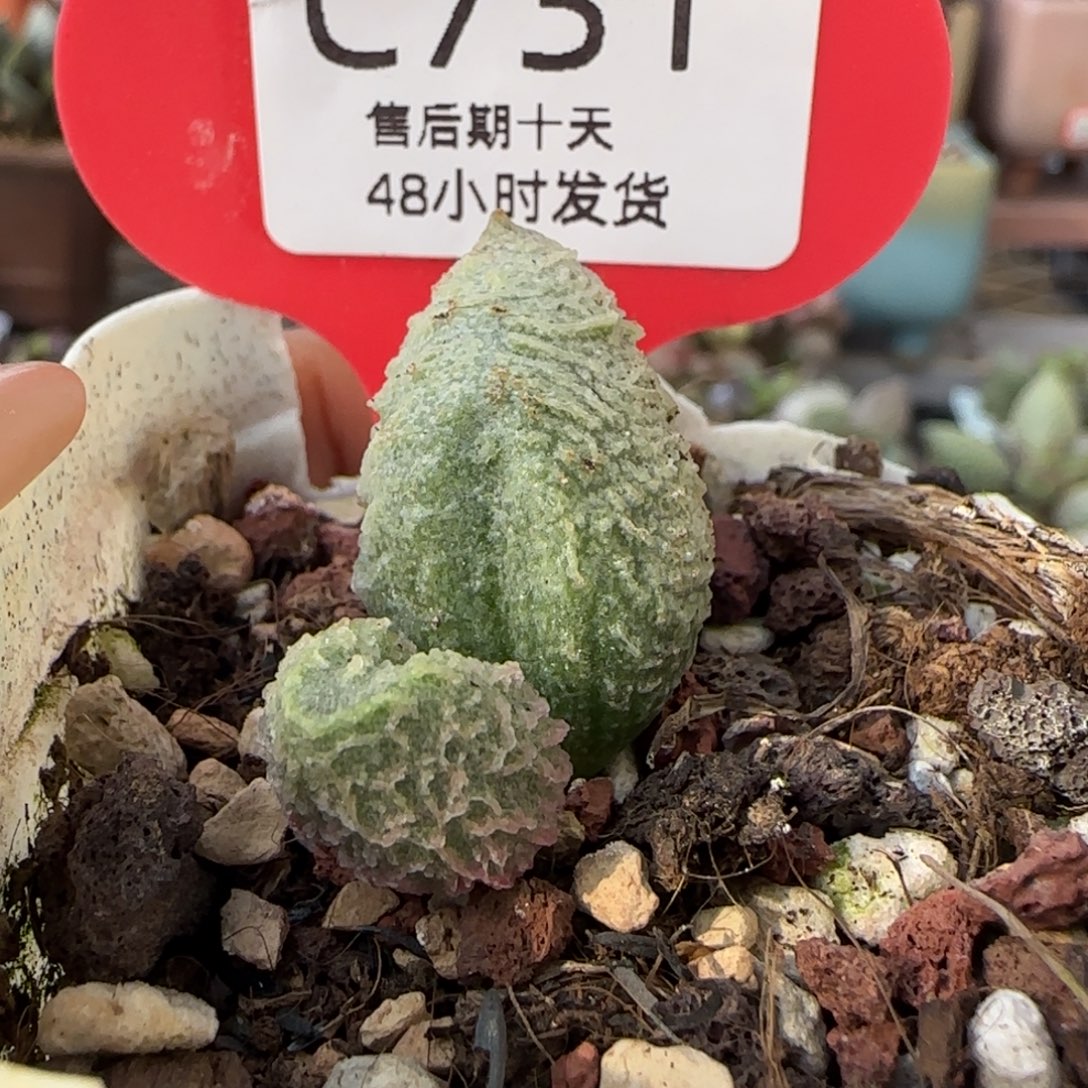 十***三倒刺。 多肉水泡。   731。  