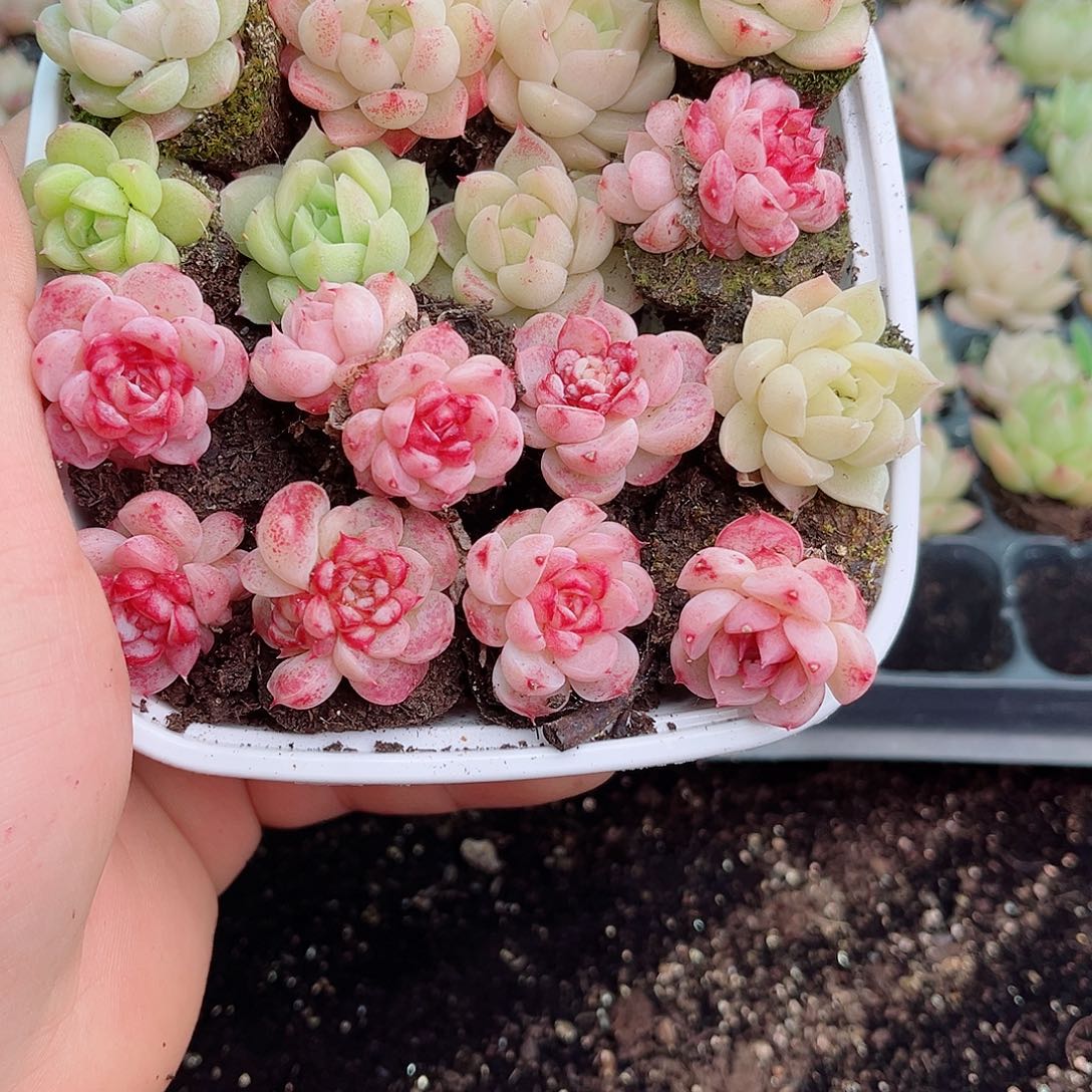 1-17 新疆西藏内蒙不发12.8包邮2-3公分多肉