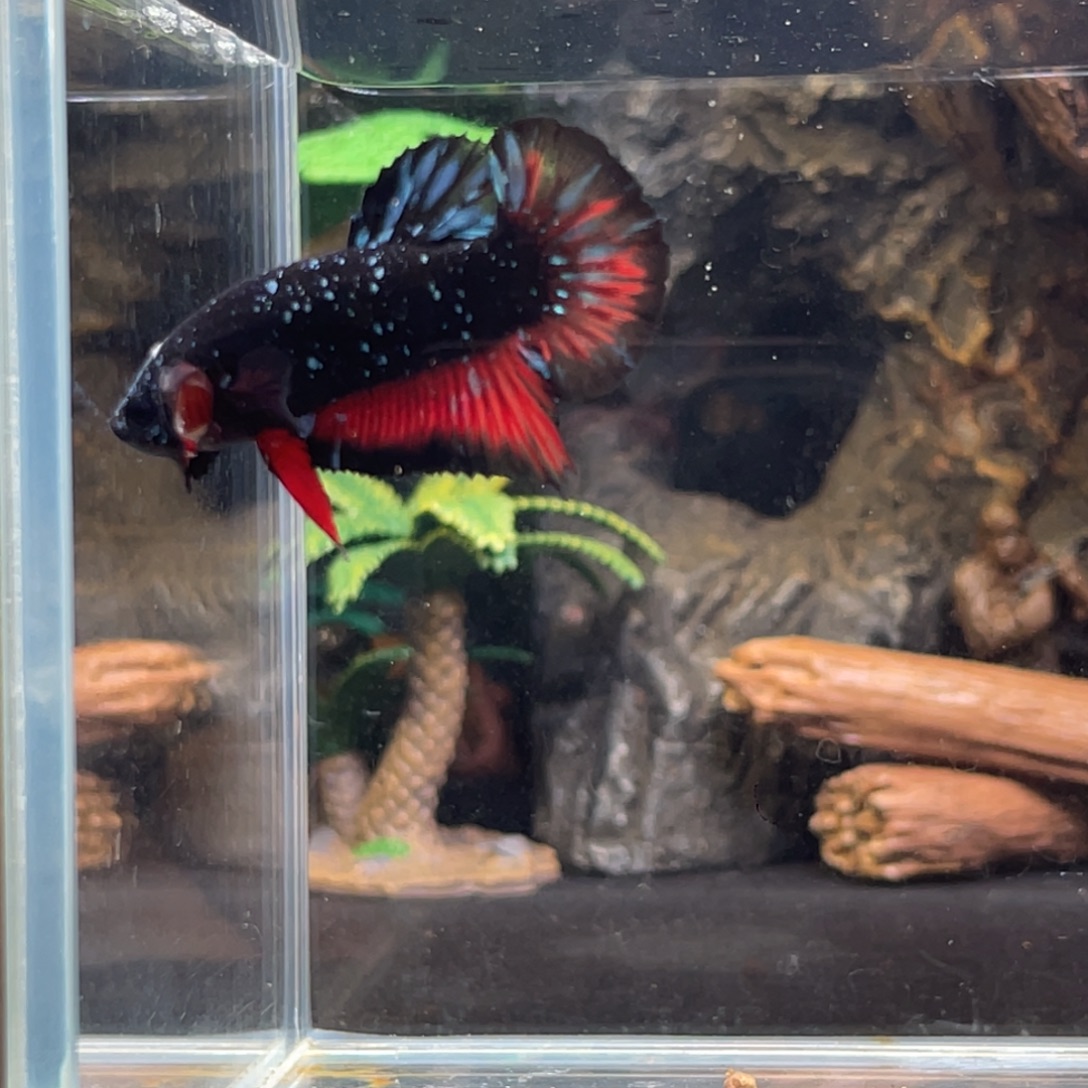 斗鱼十二月二日竞价