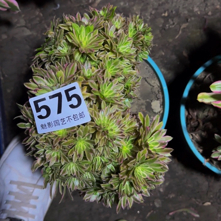 荷*田粉黛花29-44包邮花花