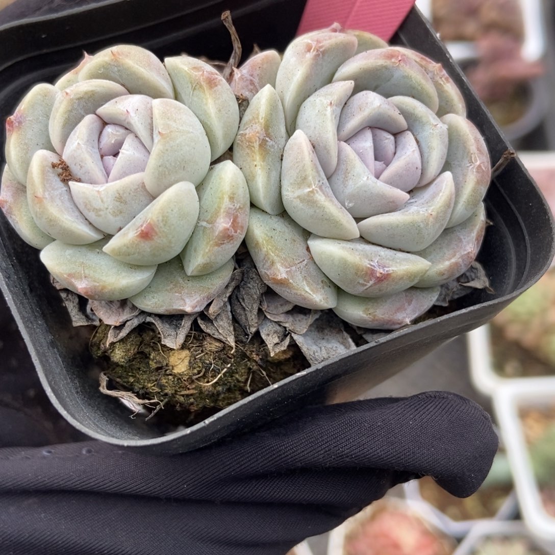 361汉堡多肉植物保护