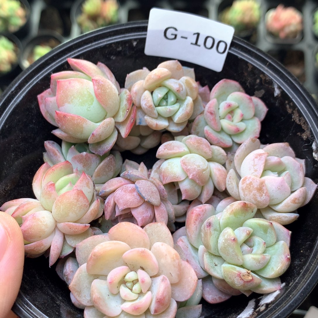 G100 珍妮糖心巫拉拉混合组合