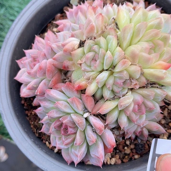 珍妮04151多肉植物