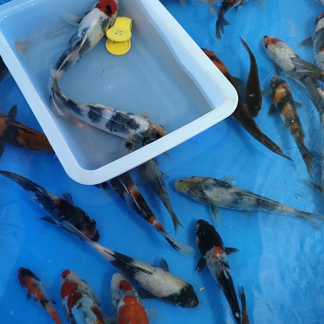 海水鱼红白大正昭和菲血白写