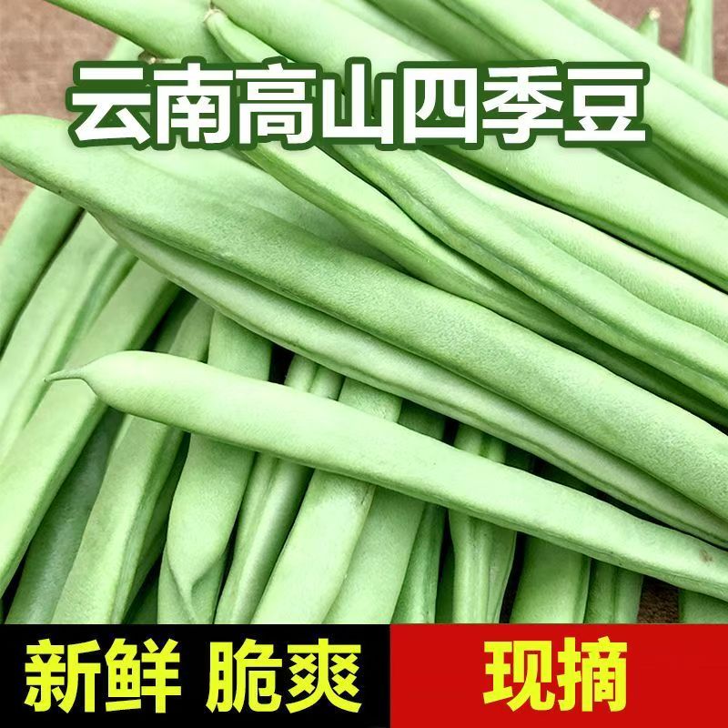 云南四季豆新鲜现摘豆角露天种植无筋豆嫩豇豆当季农家时令蔬菜