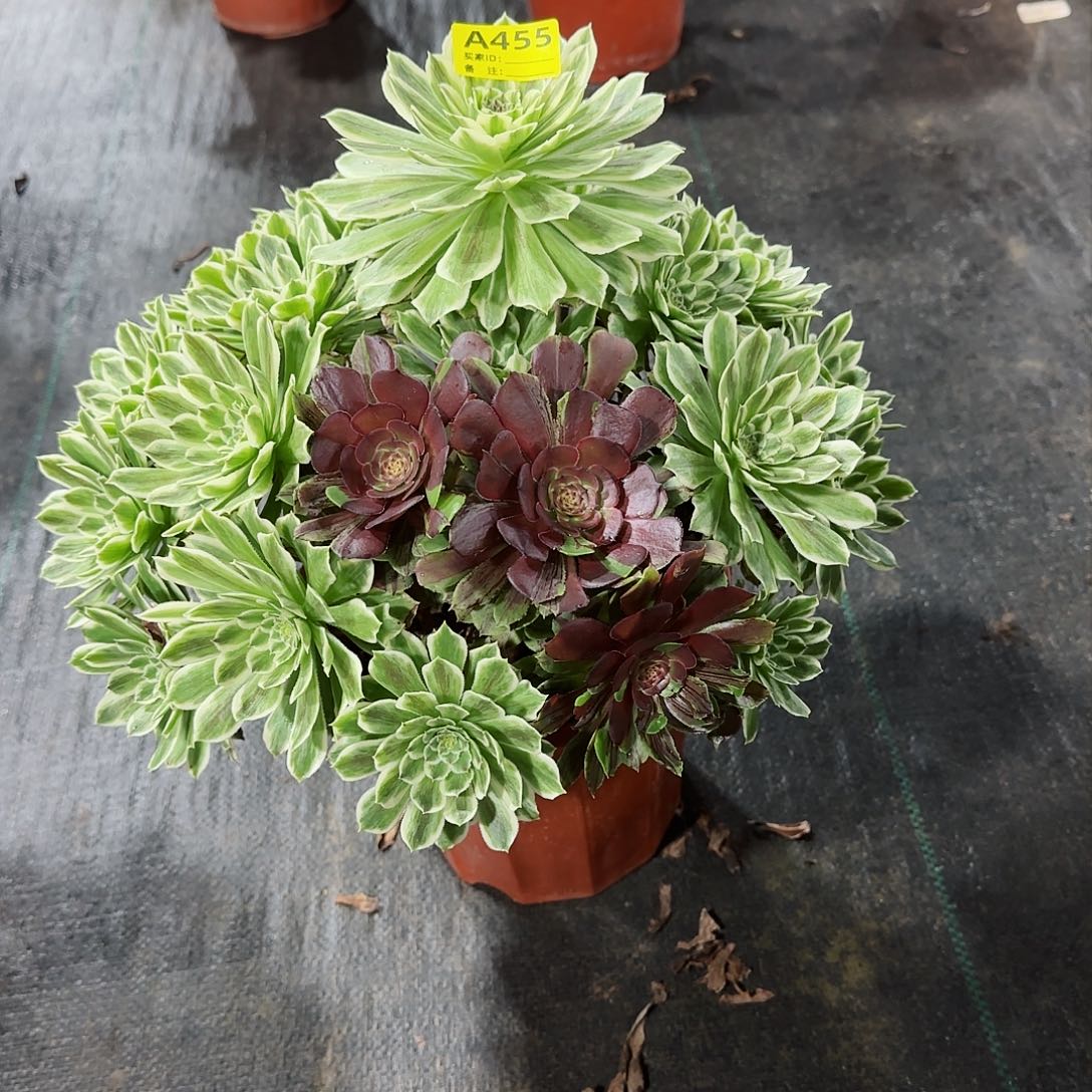 花脸碧浪法师多肉植物455