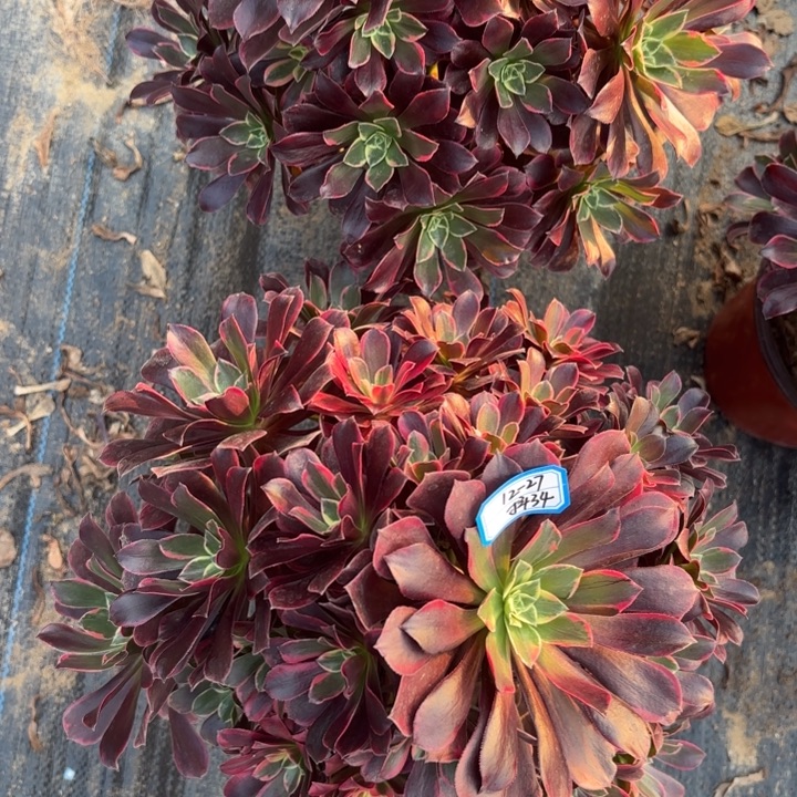 量拍两颗一组金丝雀歪不包损34