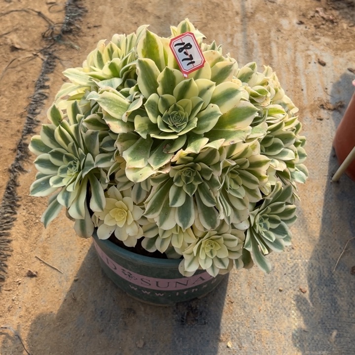 18-71绿豆沙清棚多肉植物