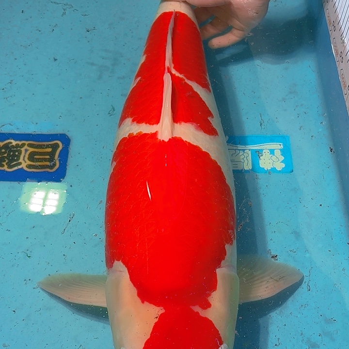 锦鲤板井红白专拍链接