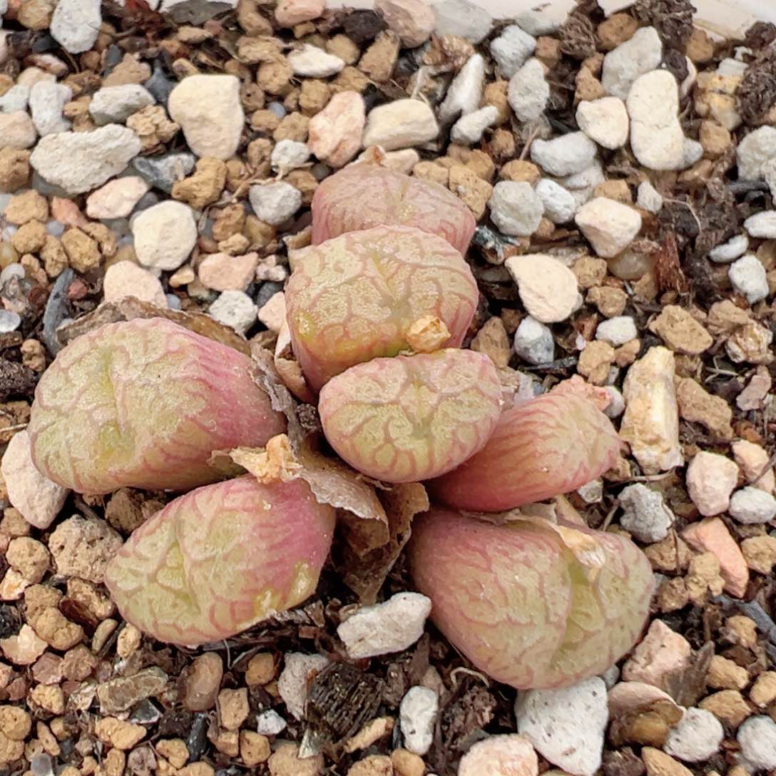 76多肉植物百科知识