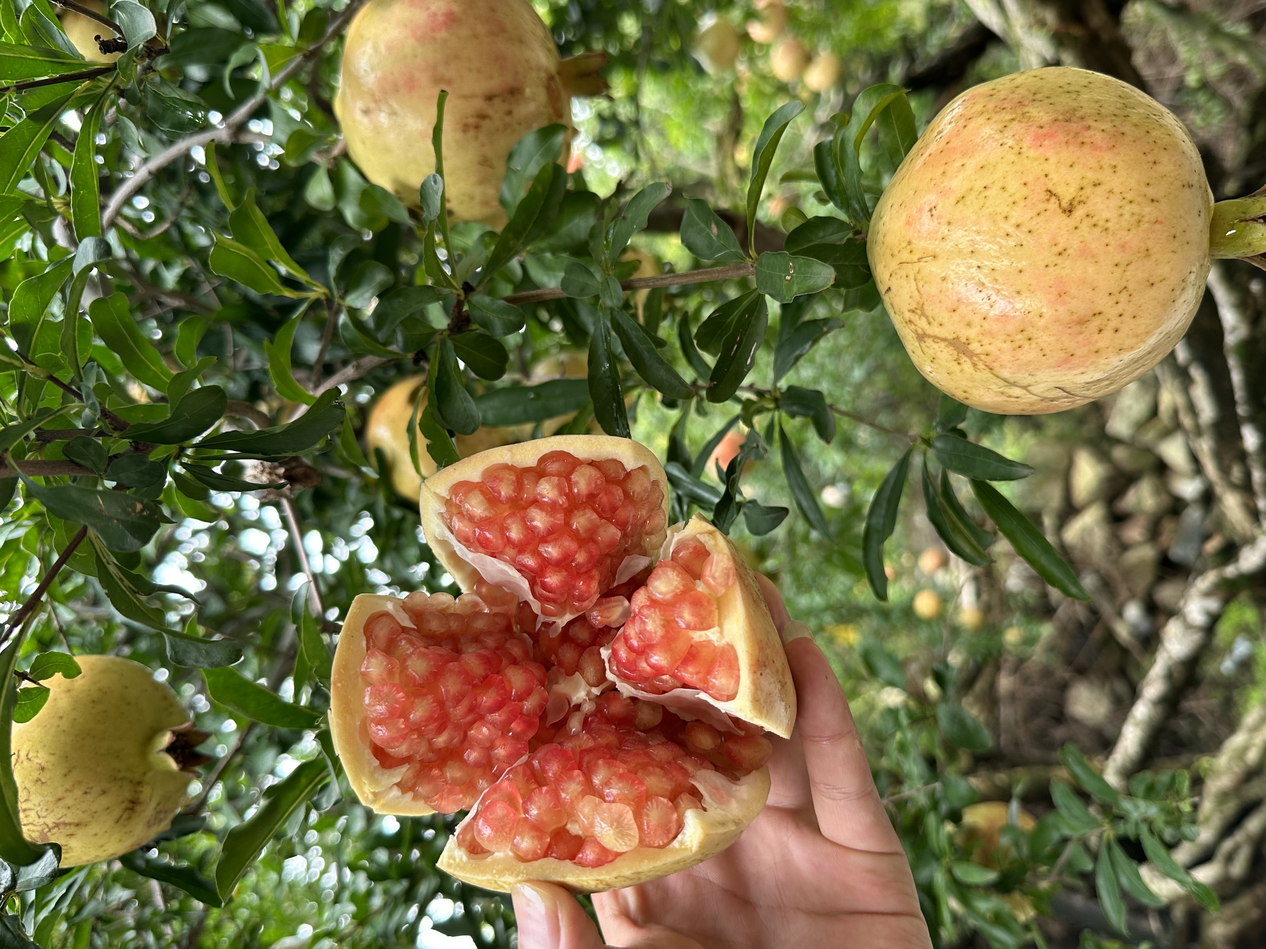 正宗怀远红玛瑙石榴新鲜石榴树红石榴（怀远怀远石榴老品种）