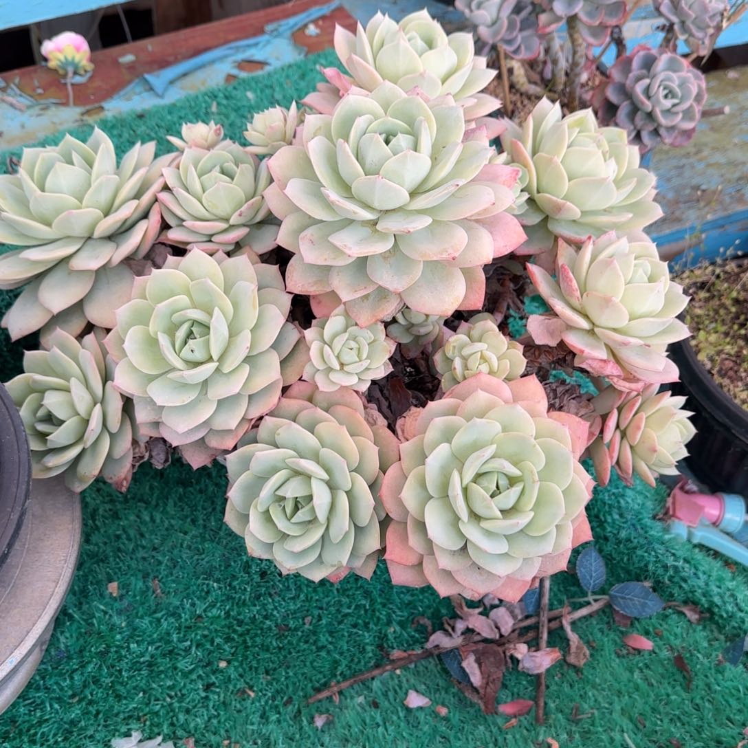 多肉植物多肉植物