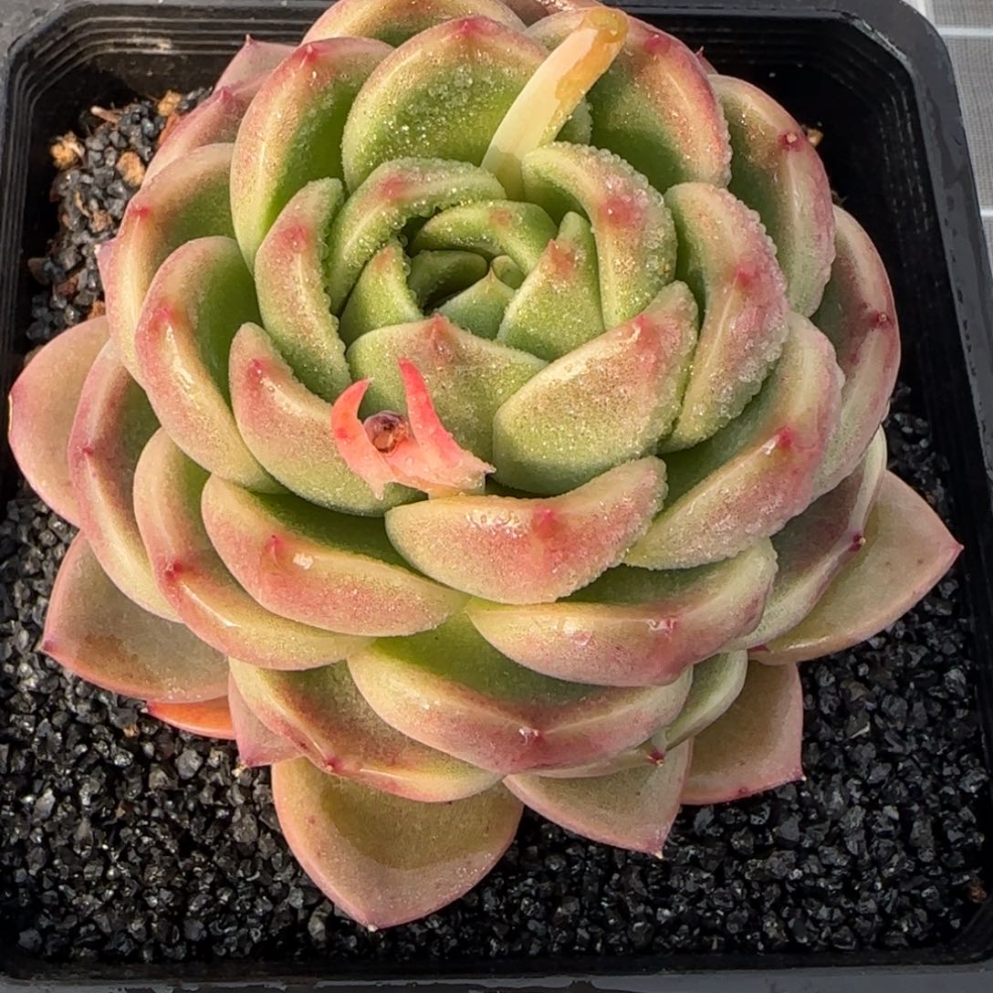 从前慢花园精选皮埃拉大