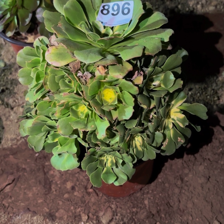 896辛尼亚多肉植物不售后