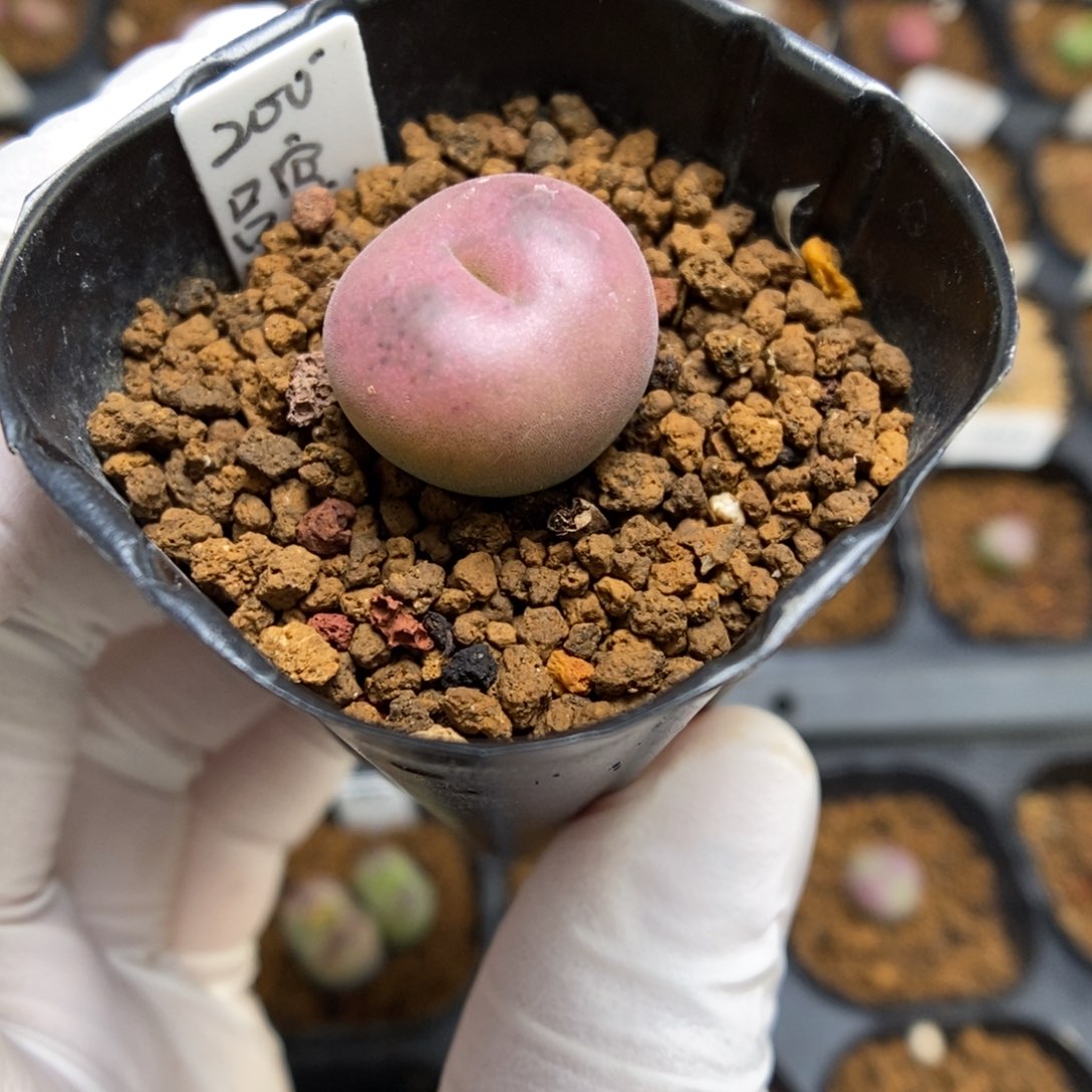 多肉植物肉锥杂交K-4449 吕空