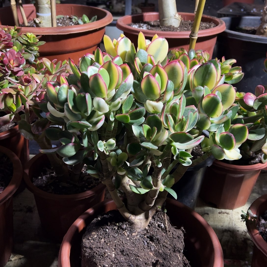 用***2稀有新花月锦带土球发货9335