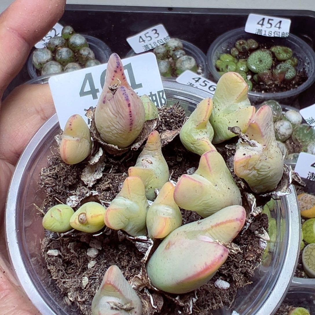 【闪购商品】 461。  