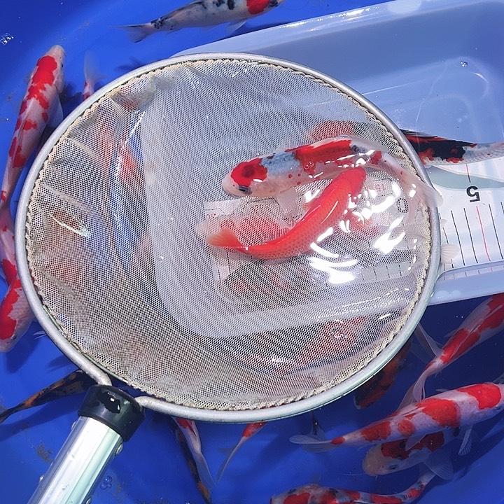 ****、海水鱼锦鲤的尾巴和翅膀