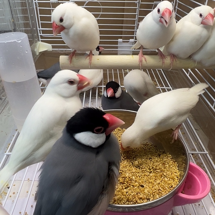 @***田文鸟精品成年文鸟三对包邮包活