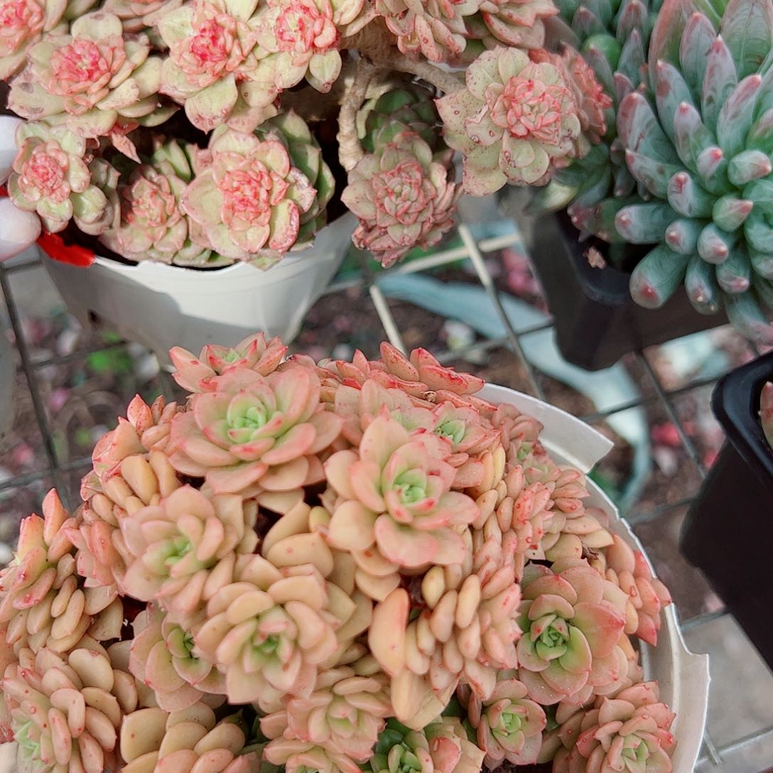 黄金蜡牡丹多头群生