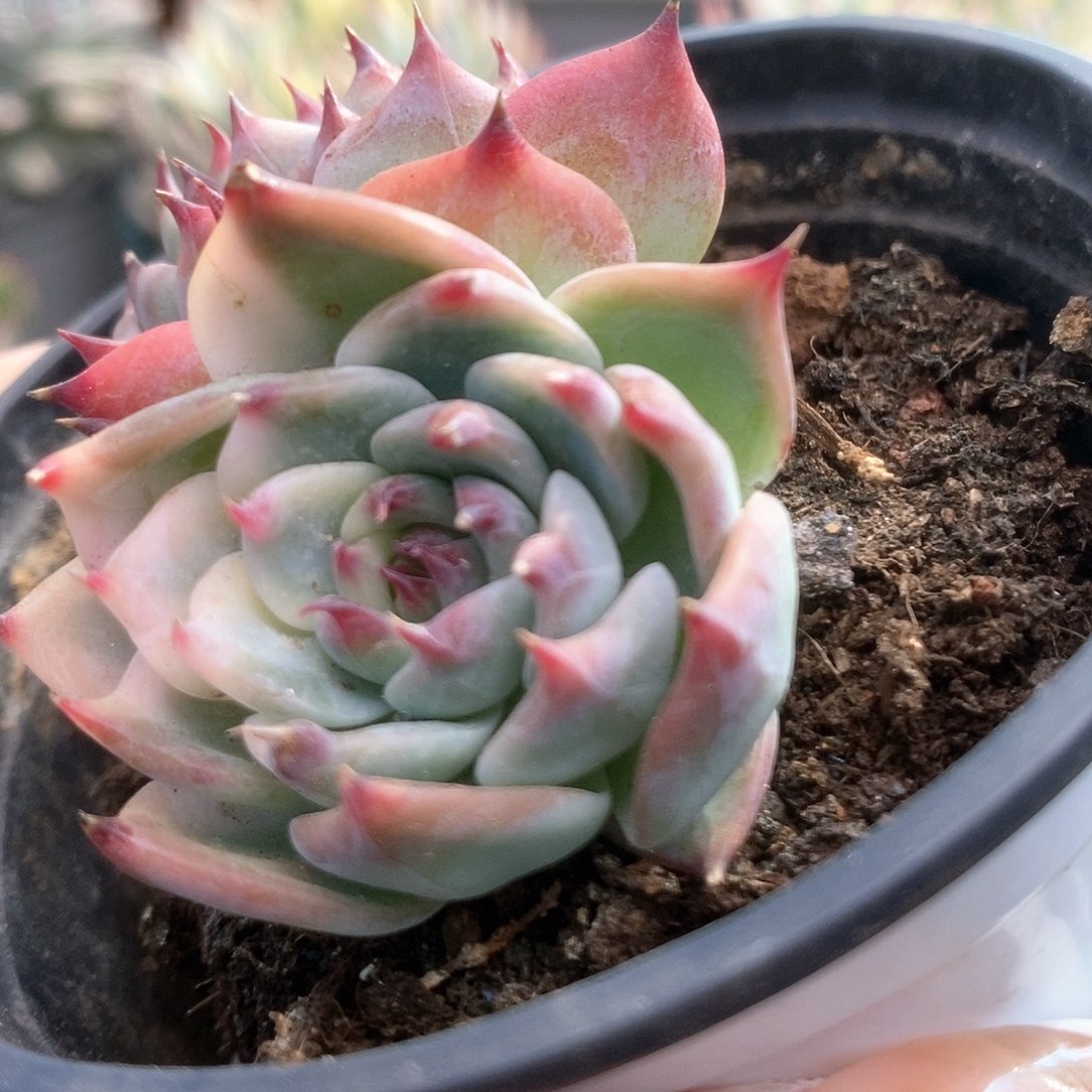 085半覆轮锦锦锦锦锦锦