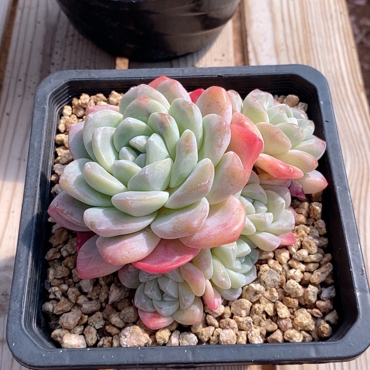 冰玉 韩货精品5566