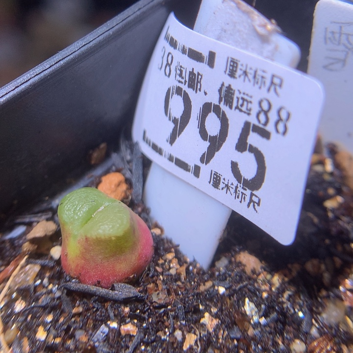 zzz精品生石花995雪茄