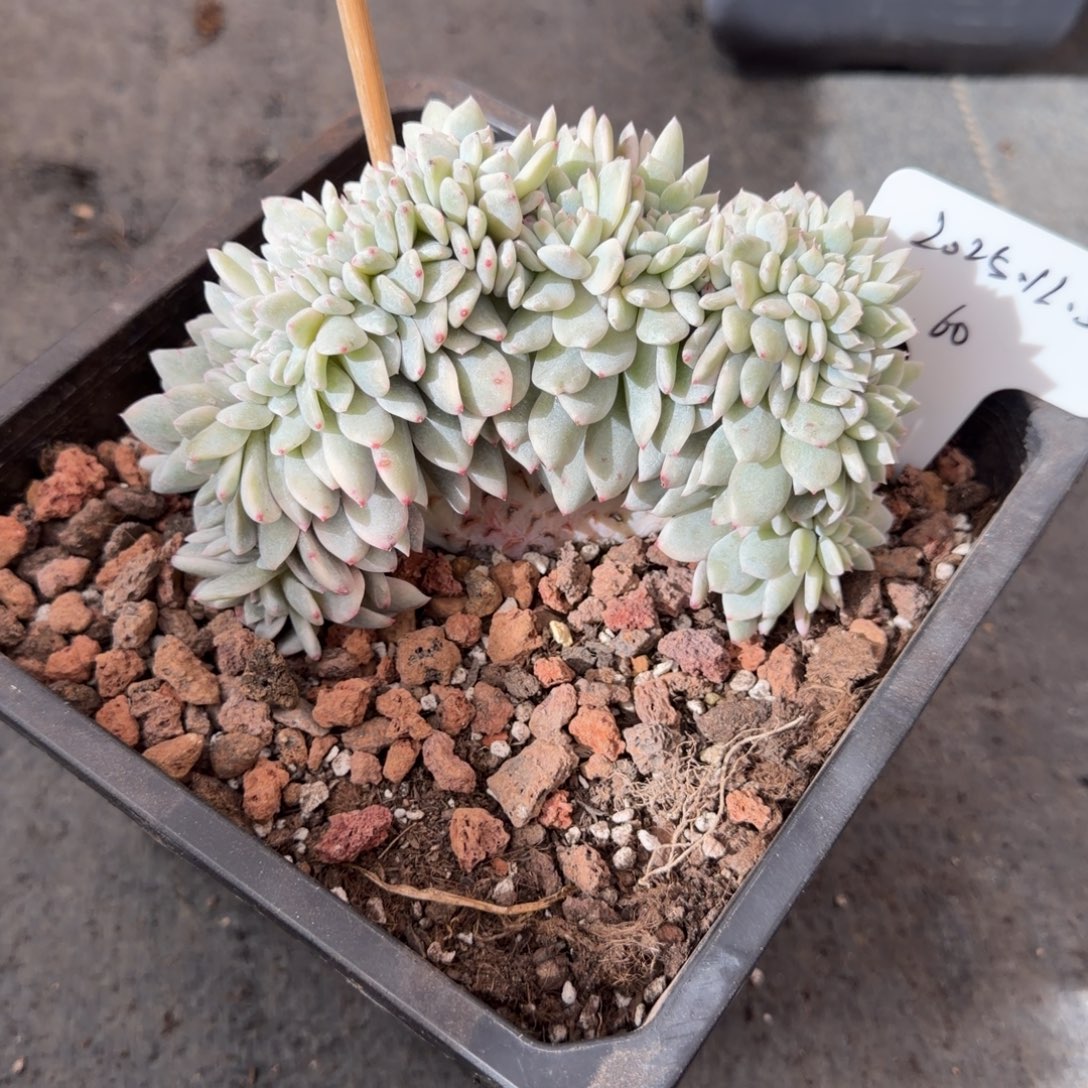 一物一拍梦露锦树缀60