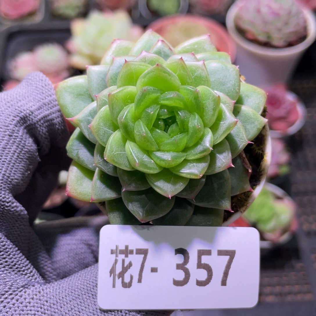 花利美7-357碧玺莲心