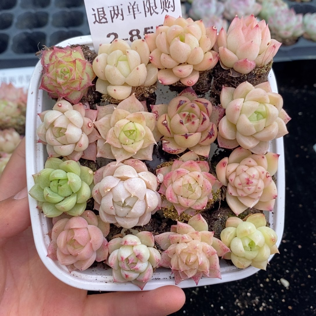 2-853 新疆西藏内蒙低于零下不发其他12.8包邮1.5