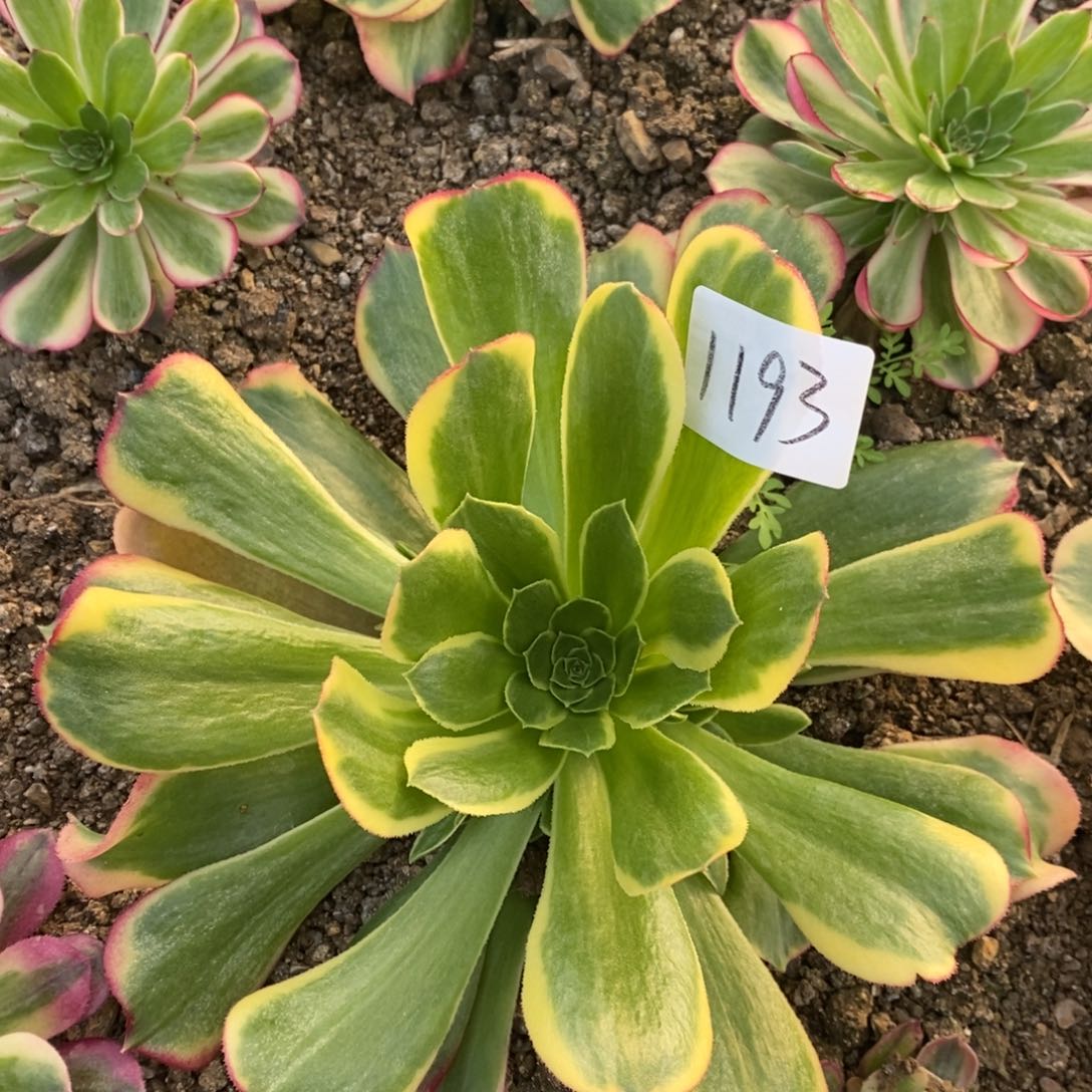 1193特斯拉多肉植物