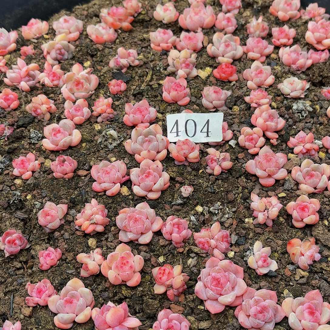 优***猬多肉植物多肉植物404