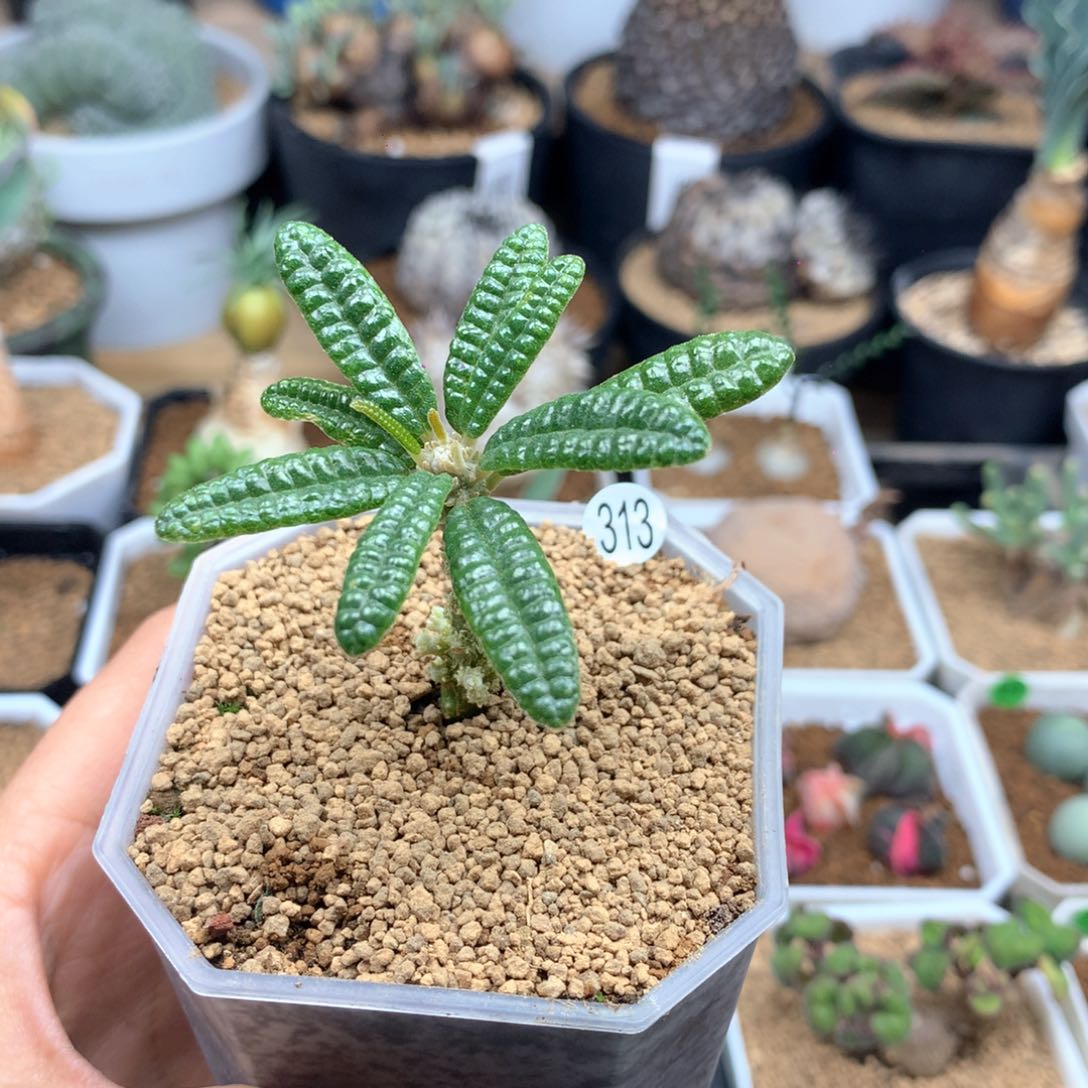 313号泡泡叶琉桑带盆多肉